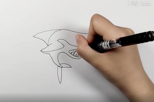 把鲨鱼的尾部连起来然后画出尾巴